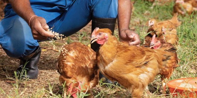 Happier chickens for an even healthier meat